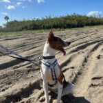 Podenco Zayn, 05/2024, ca. 40 cm
