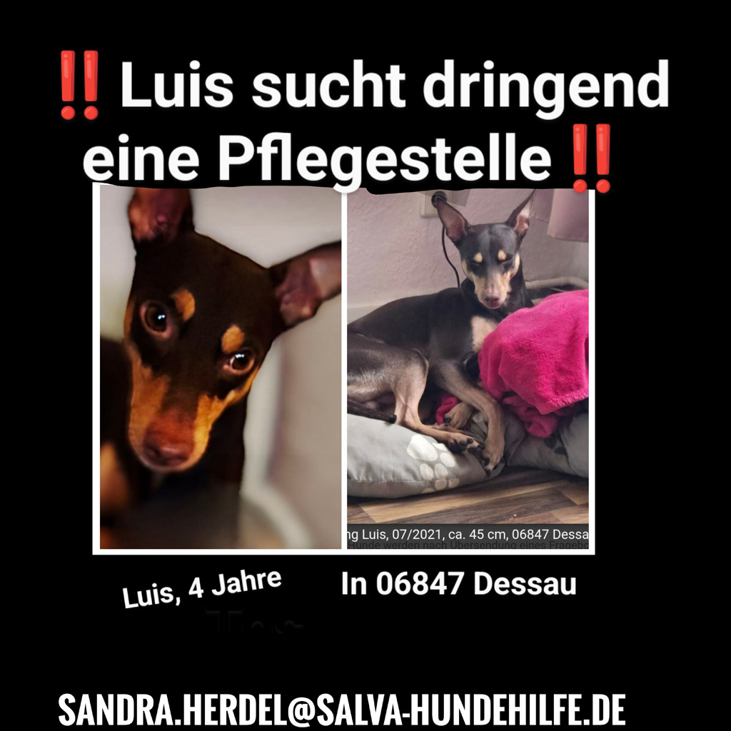 Mischling Luis sucht dringend eine Pflegestelle!