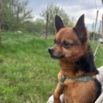 Chihuahua Adam, 03/2023, ca. 27 cm, 14612 Falkensee