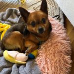 Chihuahua Adam, 03/2023, ca. 27 cm, 14612 Falkensee