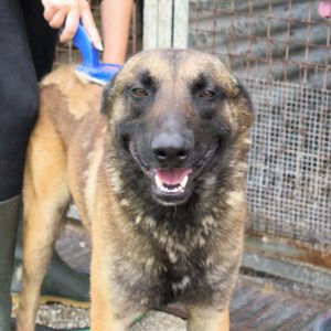Malinois Mischling Agus, 04/2023, ca. 65 cm