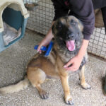 Malinois Mischling Agus, 04/2023, ca. 65 cm