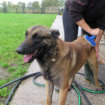 Malinois Mischling Agus, 04/2023, ca. 65 cm