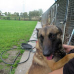 Malinois Mischling Agus, 04/2023, ca. 65 cm