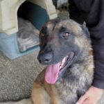 Malinois Mischling Agus, 04/2023, ca. 65 cm