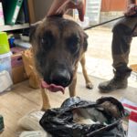 Malinois Mischling Agus, 04/2023, ca. 65 cm
