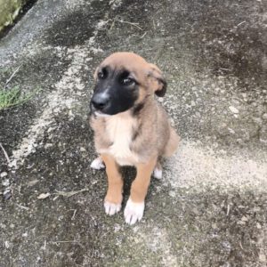 Schäferhund Mischling Aisa, 01/2025, Endgröße ca. 55 cm