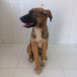 Schäferhund Mischling Aisa, 01/2025, Endgröße ca. 55 cm