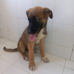 Schäferhund Mischling Aisa, 01/2025, Endgröße ca. 55 cm