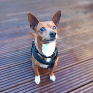 Chihuahua Pinscher Mischling Albert, 03/2019, ca. 30 cm, 30880 Laatzen