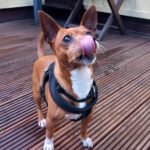 Chihuahua Pinscher Mischling Albert, 03/2019, ca. 30 cm, 30880 Laatzen