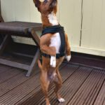 Chihuahua Pinscher Mischling Albert, 03/2019, ca. 30 cm, 30880 Laatzen