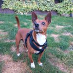 Chihuahua Pinscher Mischling Albert, 03/2019, ca. 30 cm, 30880 Laatzen