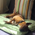 Chihuahua Pinscher Mischling Albert, 03/2019, ca. 30 cm, 30880 Laatzen