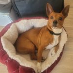 Chihuahua Pinscher Mischling Albert, 03/2019, ca. 30 cm, 30880 Laatzen