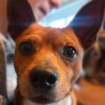 Chihuahua Pinscher Mischling Albert, 03/2019, ca. 30 cm, 30880 Laatzen