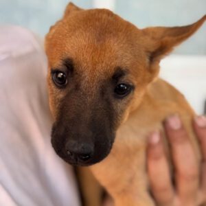 Podenco Malinois Mischling Anastasia, 02/2025, Endgröße ca. 50- 55 cm