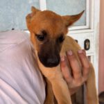 Podenco Malinois Mischling Anastasia, 02/2025, Endgröße ca. 50- 55 cm