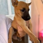 Podenco Malinois Mischling Anastasia, 02/2025, Endgröße ca. 50- 55 cm
