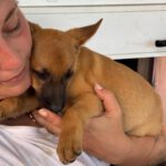 Podenco Malinois Mischling Anastasia, 02/2025, Endgröße ca. 50- 55 cm