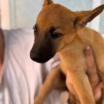 Podenco Malinois Mischling Anastasia, 02/2025, Endgröße ca. 50- 55 cm