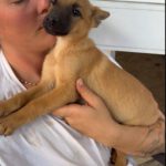 Podenco Malinois Mischling Anastasia, 02/2025, Endgröße ca. 50- 55 cm
