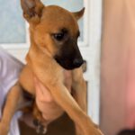 Podenco Malinois Mischling Anastasia, 02/2025, Endgröße ca. 50- 55 cm