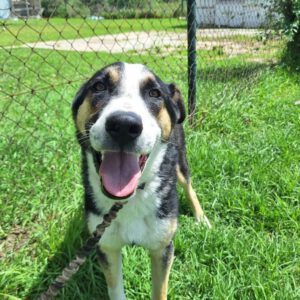 Border Collie Mischling Antojito, 04/2024, ca. 60- 65 cm