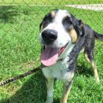 Border Collie Mischling Antojito, 04/2024, ca. 60- 65 cm
