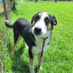 Border Collie Mischling Antojito, 04/2024, ca. 60- 65 cm