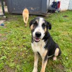 Border Collie Mischling Antojito, 04/2024, ca. 60- 65 cm