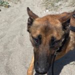 Malinois Mischling Anubis, 06/2023, ca. 60- 65 cm