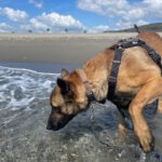 Malinois Mischling Anubis, 06/2023, ca. 60- 65 cm