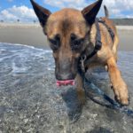Malinois Mischling Anubis, 06/2023, ca. 60- 65 cm