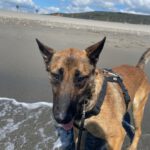 Malinois Mischling Anubis, 06/2023, ca. 60- 65 cm