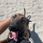 Malinois Mischling Anubis, 06/2023, ca. 60- 65 cm