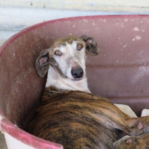 Galgo Avispa, 08/2018, ca. 62 cm