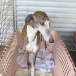 Galgo Avispa, 08/2018, ca. 62 cm