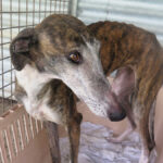 Galgo Avispa, 08/2018, ca. 62 cm