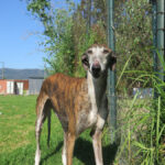 Galgo Avispa, 08/2018, ca. 62 cm