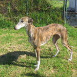 Galgo Avispa, 08/2018, ca. 62 cm
