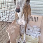 Galgo Avispa, 08/2018, ca. 62 cm