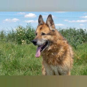 Deutscher Schäferhund Baco, 08/2018, ca. 60 cm
