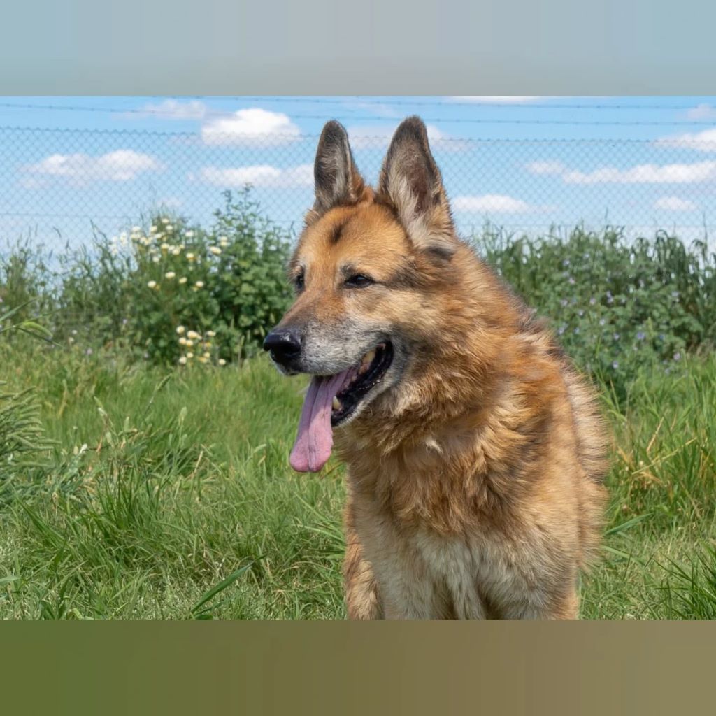 Deutscher Schäferhund Baco, 08/2018, ca. 60 cm