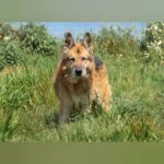Deutscher Schäferhund Baco, 08/2018, ca. 60 cm