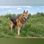 Deutscher Schäferhund Baco, 08/2018, ca. 60 cm