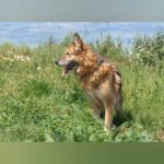 Deutscher Schäferhund Baco, 08/2018, ca. 60 cm