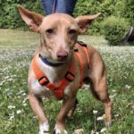 Podenco Maneto Basil, 05/2024, ca. 35 cm, 55237 Flonheim