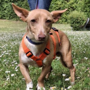 Podenco Maneto Basil, 05/2024, ca. 35 cm, 55237 Flonheim