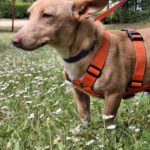 Podenco Maneto Basil, 05/2024, ca. 35 cm, 55237 Flonheim